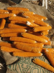 Harvested Popcorn