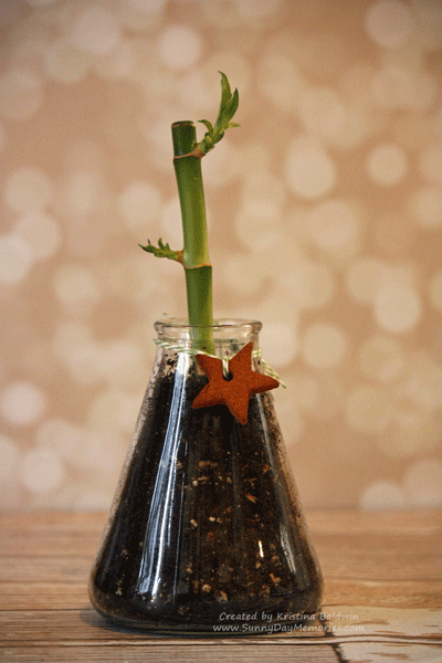 Teacher Appreciation Lucky Bamboo